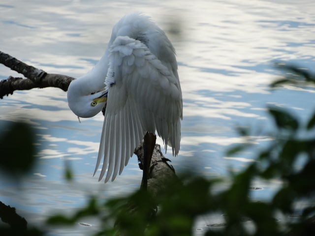 Little Blue Heron