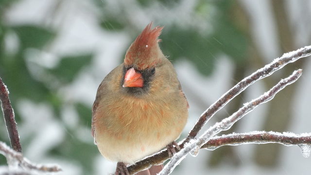 Northern Cardinal