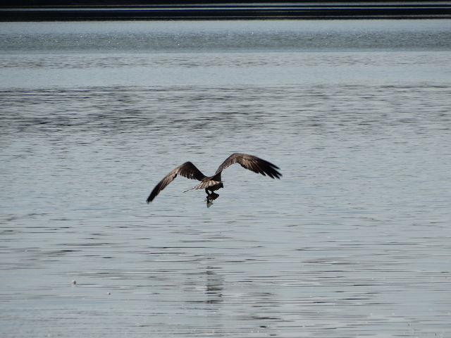 Osprey