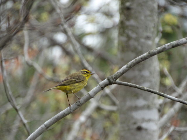 Palm Warbler