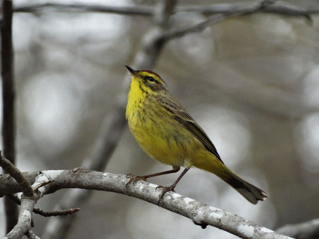 Palm Warbler