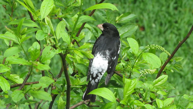 Rose-breasted Grosbeak
