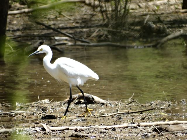 Snowy Egret