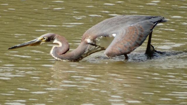 Tricolored Heron