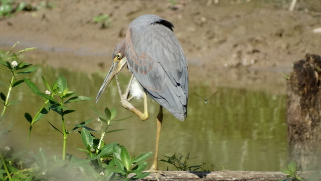 Tricolored Heron