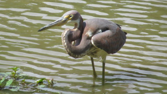 Tricolored Heron