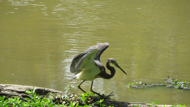 Tricolored Heron