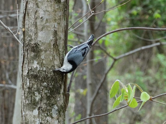 White-breasted Nuthatch