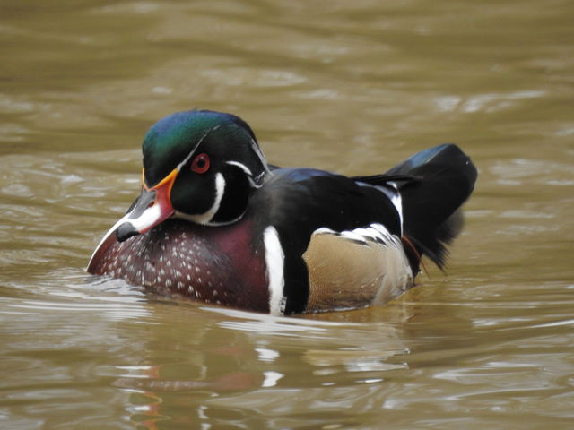 Wood Duck