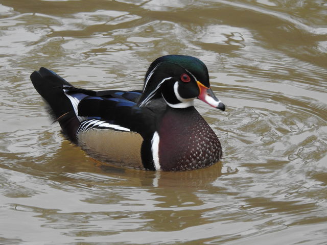 Wood Duck