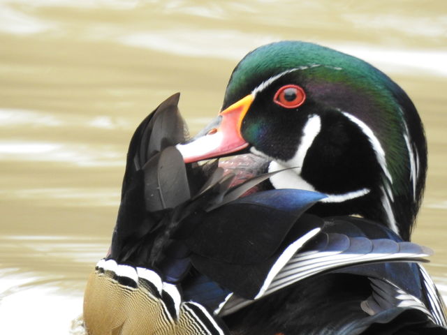 Wood Duck