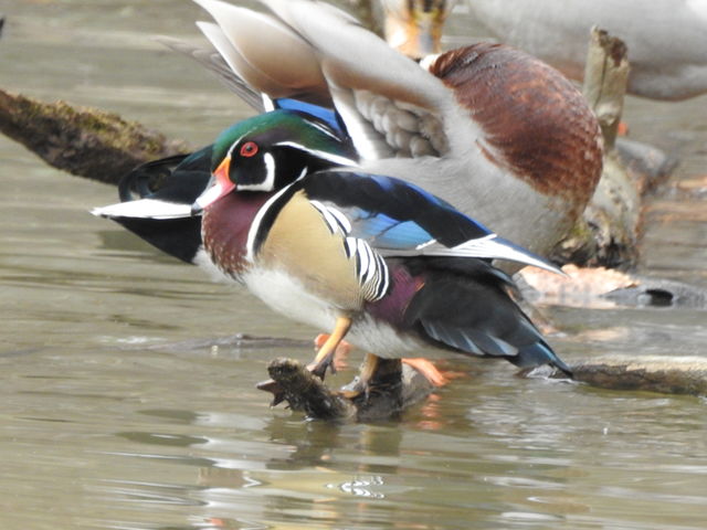 Wood Duck