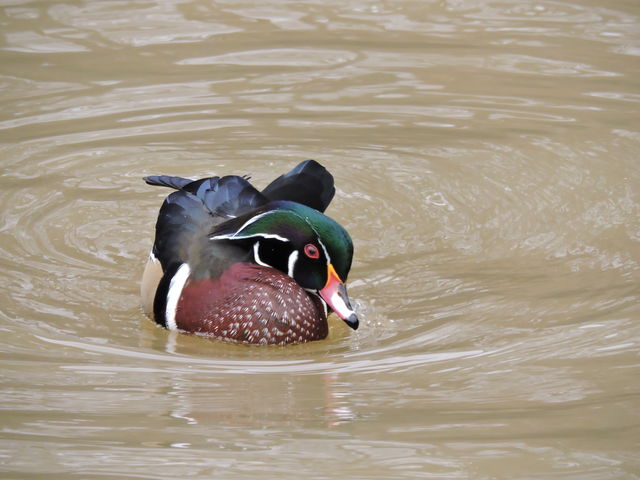 Wood Duck