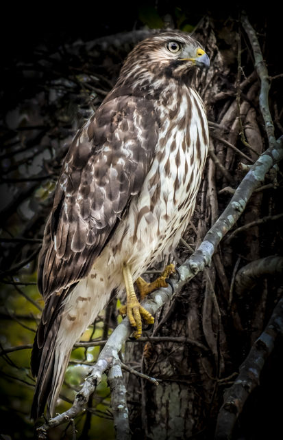 Red-shouldered Hawk