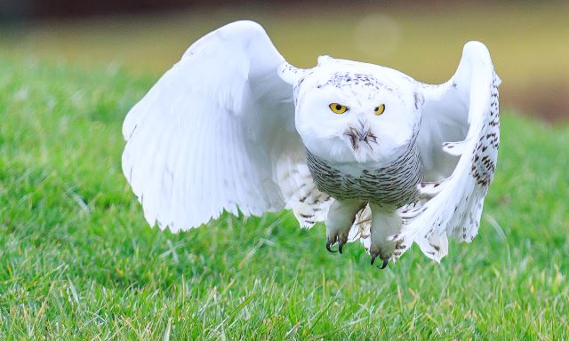 Snowy Owl