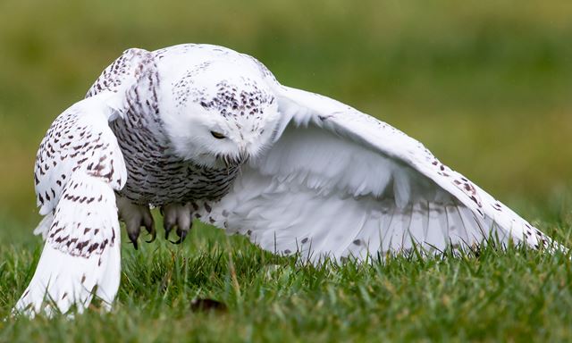 Snowy Owl