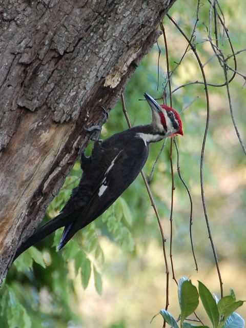 Pileated Woodpecker