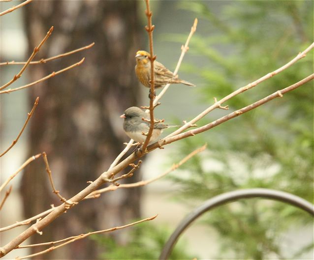 House Finch