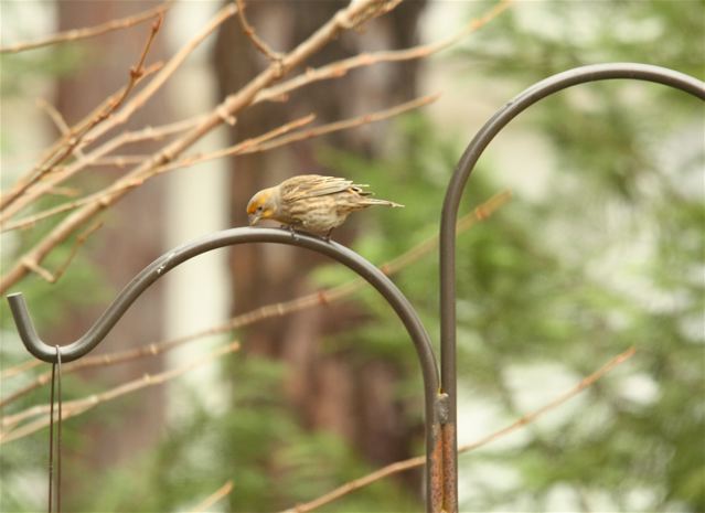 House Finch