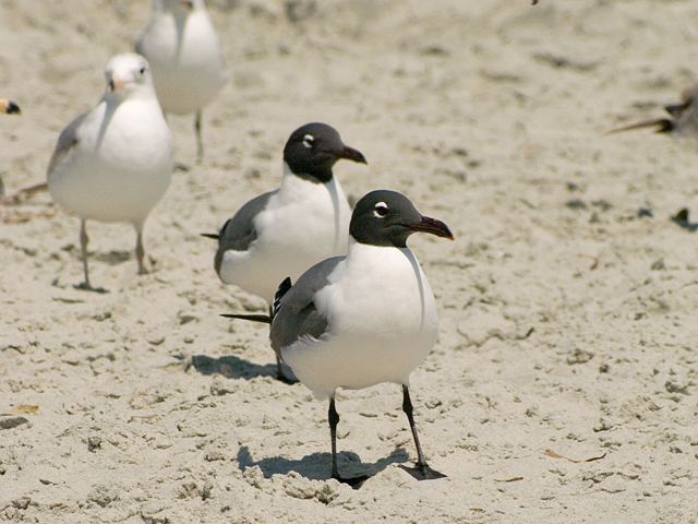 Laughing Gulls