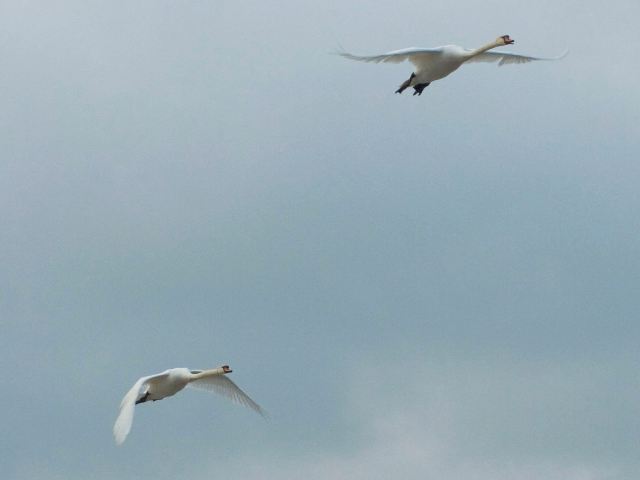 Mute Swans