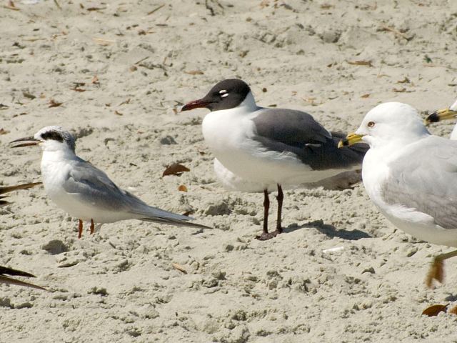Laughing Gulls
