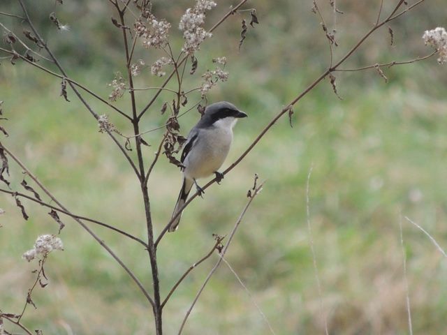 Loggerhead Shrike