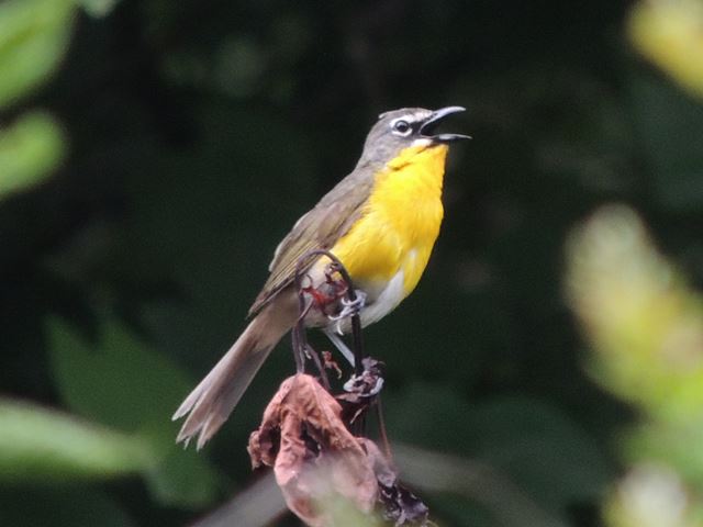 Yellow-breasted Chat