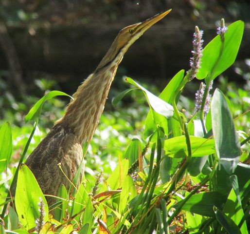 American Bittern