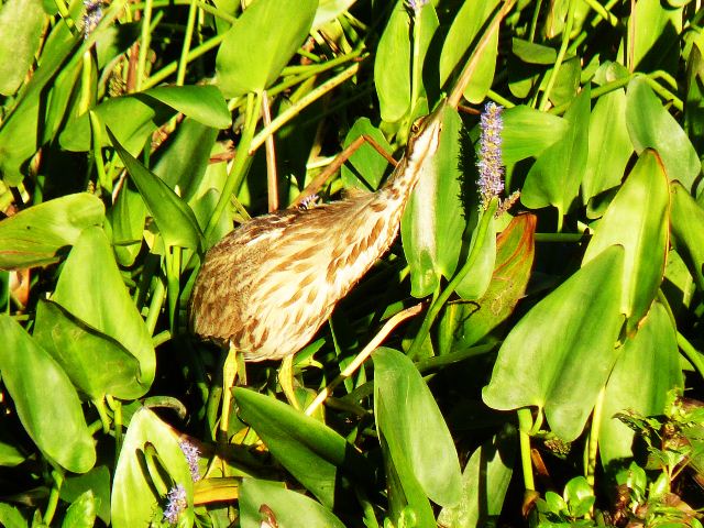American Bittern