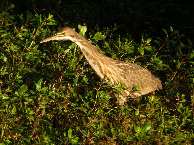 American Bittern