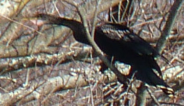 Anhinga