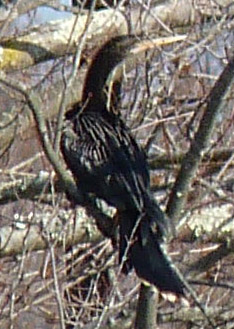 Anhinga
