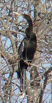 Anhinga