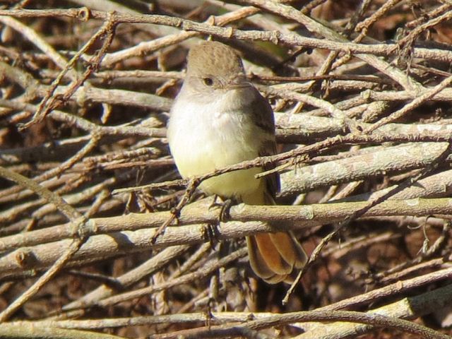 Ash-throated Flycatcher