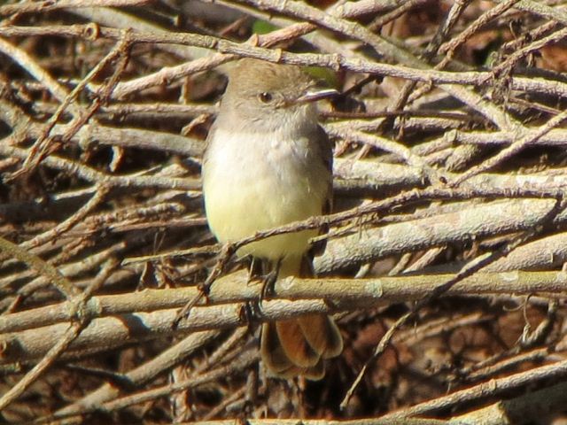 Ash-throated Flycatcher