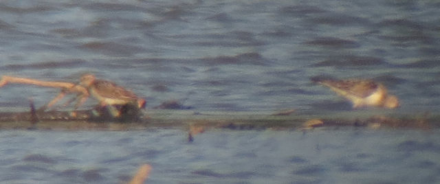 Baird's Sandpiper