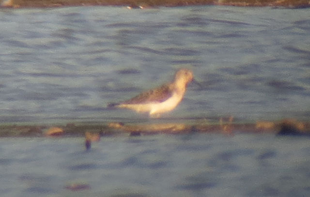 Baird's Sandpiper