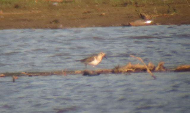 Baird's Sandpiper