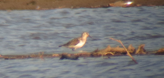 Baird's Sandpiper