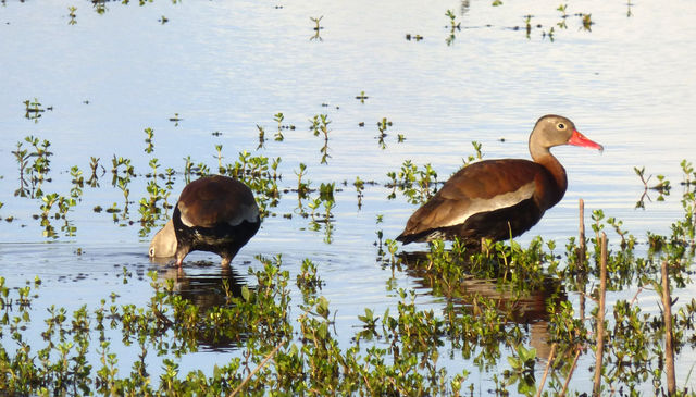 Black-bellied Whistling-Duck