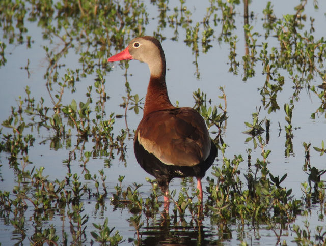 Black-bellied Whistling-Duck
