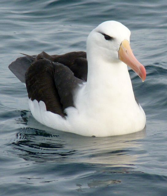 Black-browed Albatross