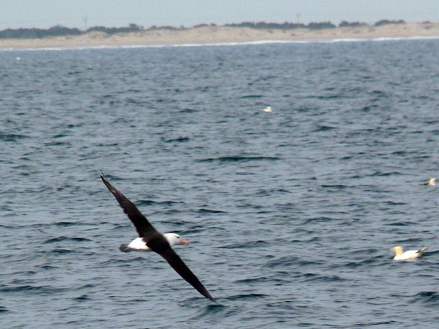 Black-browed Albatross