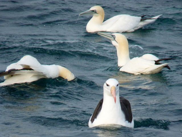 Black-browed Albatross