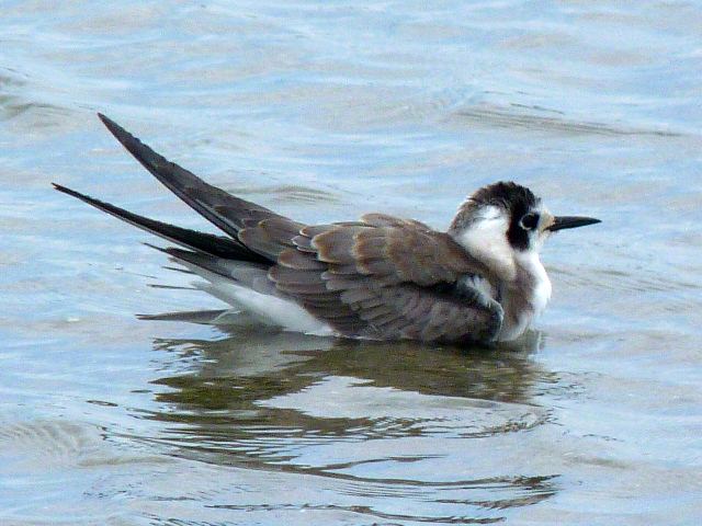 Black Tern