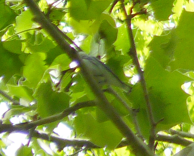 Cerulean Warbler