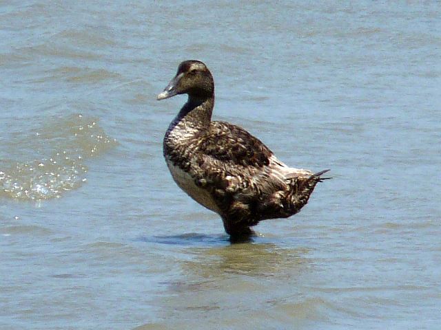 Common Eider