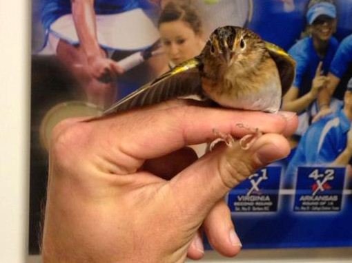 Grasshopper Sparrow