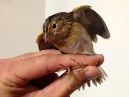Grasshopper Sparrow
